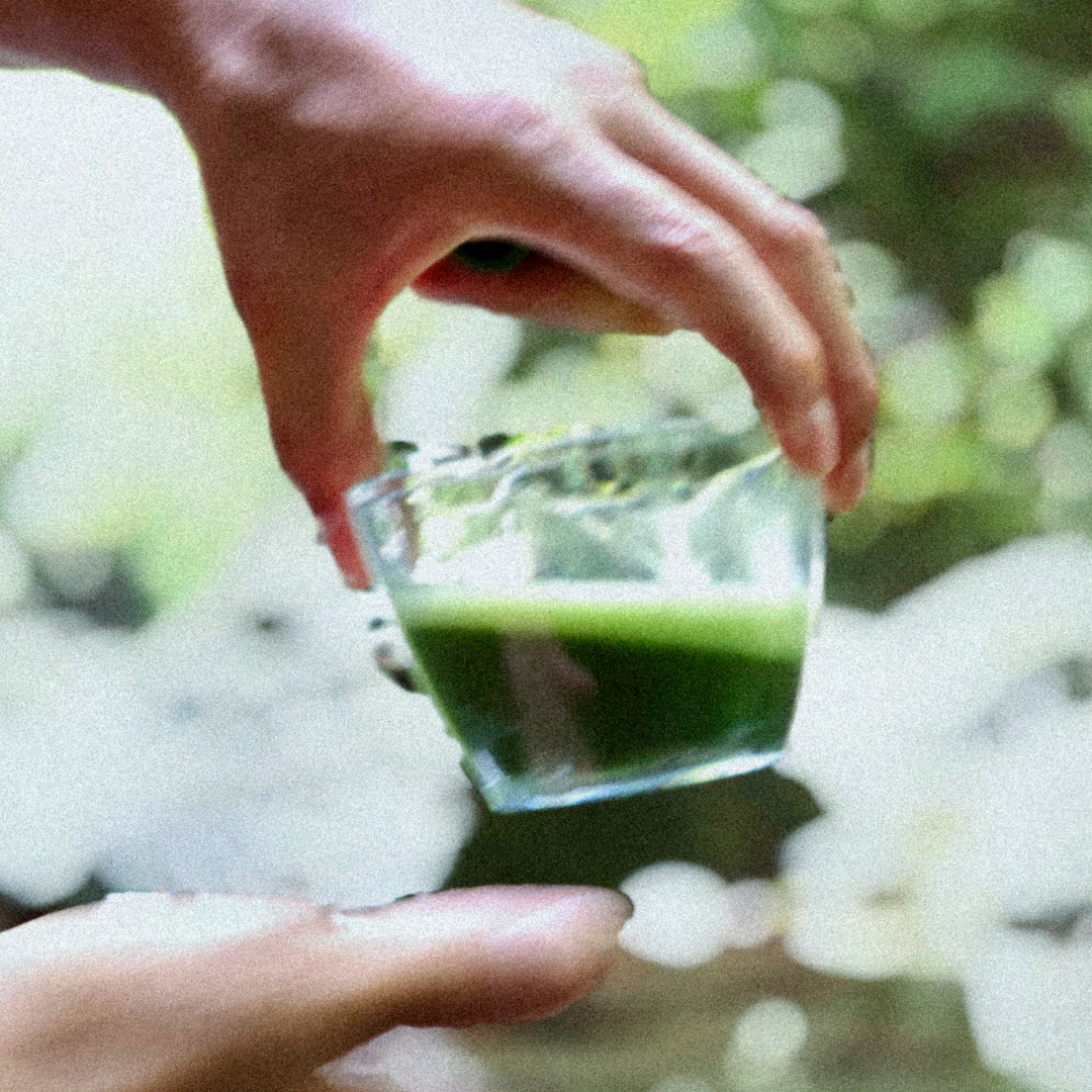 Yamamoto Matcha